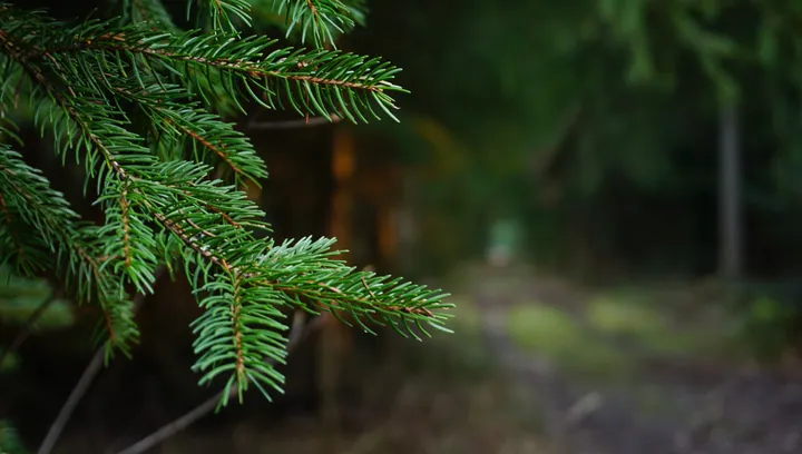 American Larch Branch In Blurred Forest — original wallpaper