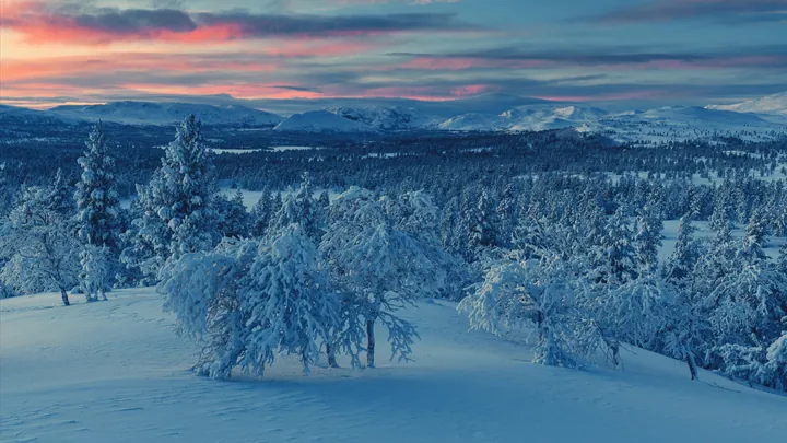 nature, landscape, trees wallpapers