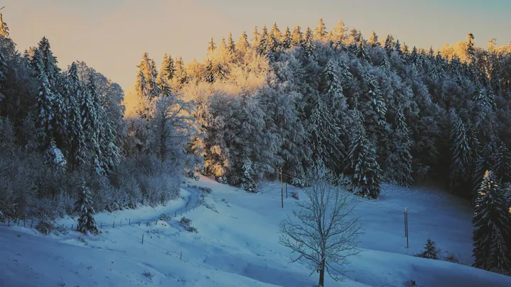 Snowy Hillside Sunset With Pine Trees wallpapers
