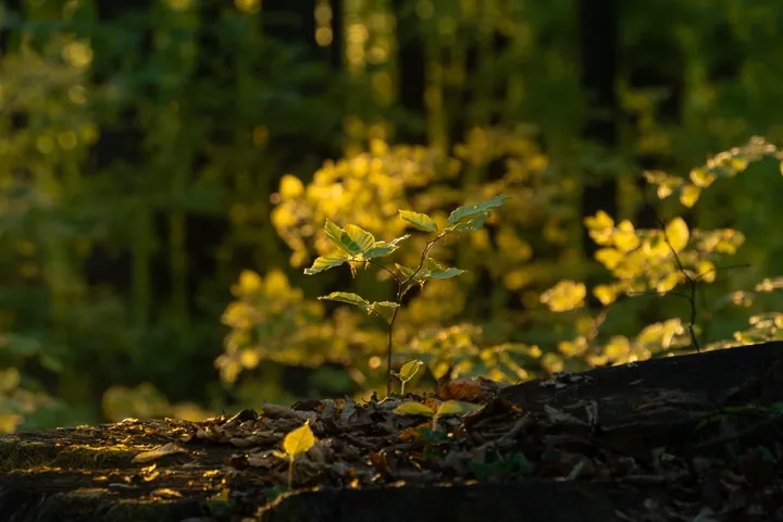 Small Plant Growing On Tree Stump — original wallpaper