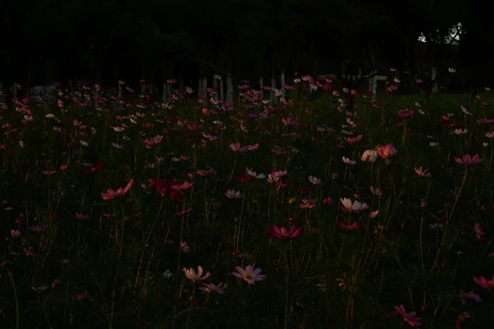 Pink Cosmos Flowers In Night Park — original wallpaper