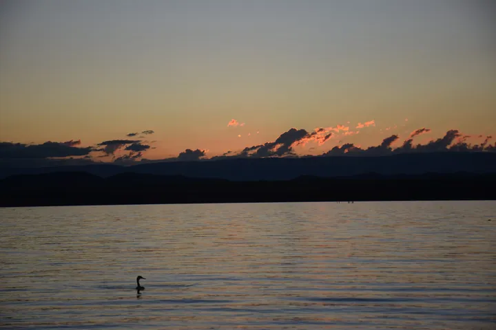 A swan swimming in the water at sunset, with the sky in the background filled with clouds illuminated by the setting sun