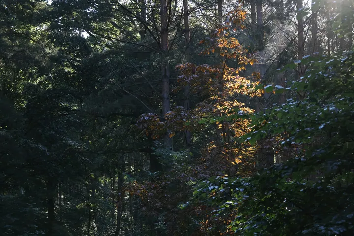 Sunlit Forest Canopy With Light Beams — original wallpaper