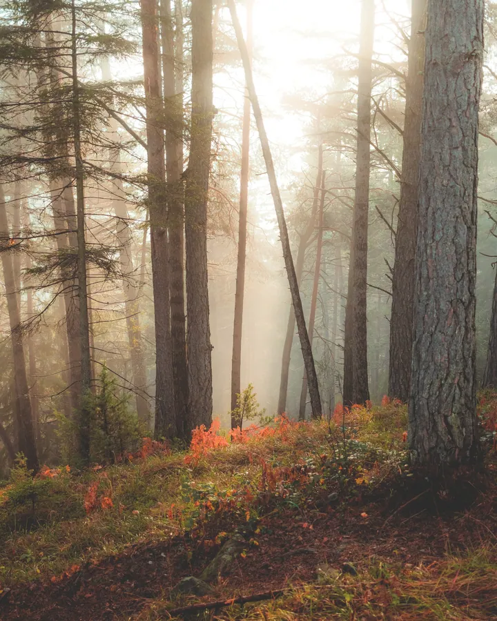 A foggy forest with trees and plants in the foreground, illuminated by the morning light