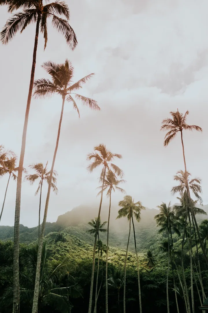 Palm Trees Mountains Tropics Preview — original wallpaper