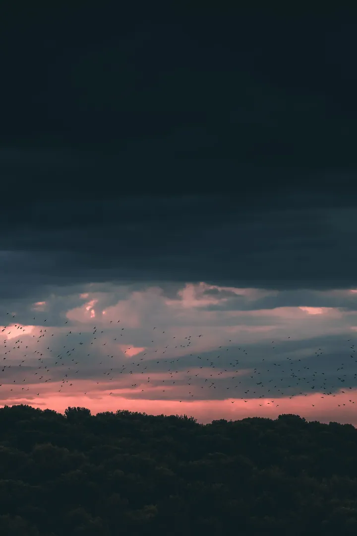 Twilight Dark Clouds Over Forest — original wallpaper