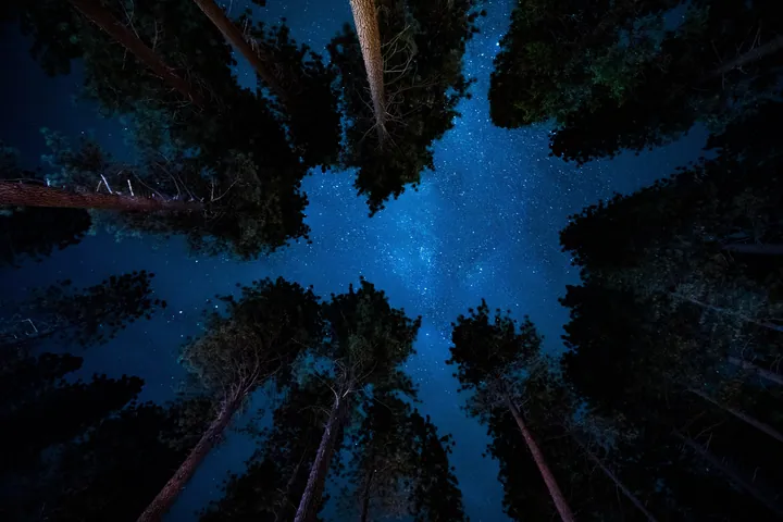 Starry Night Sky Over Forest Trees — original wallpaper