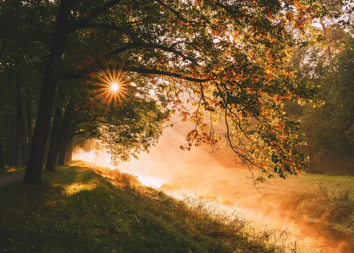 A forest with a fire burning in the middle of it, surrounded by trees and grass