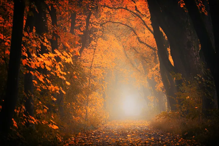 A path winding through an autumn forest, with trees on either side and dried leaves scattered on the ground