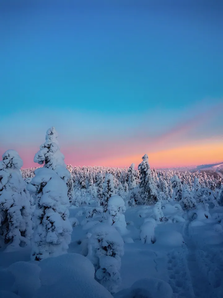 Winter Trees Snow Horizon Preview wallpapers