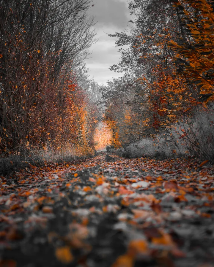 A fire burning in the middle of a forest, surrounded by trees with their leaves changing to vibrant shades of red, orange, and yellow