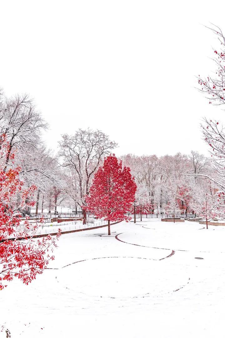 A red tree in the middle of a snowy park, surrounded by other trees and a light pole
