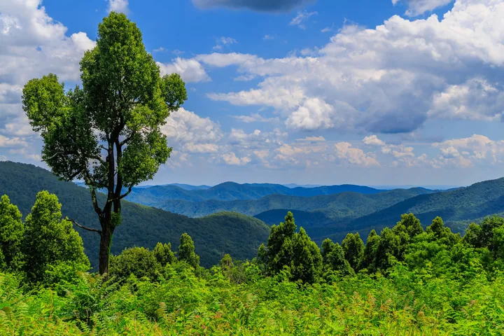 A view of the Smoky Mountains from the top of a hill, with lush green trees in the foreground and rolling hills in the background