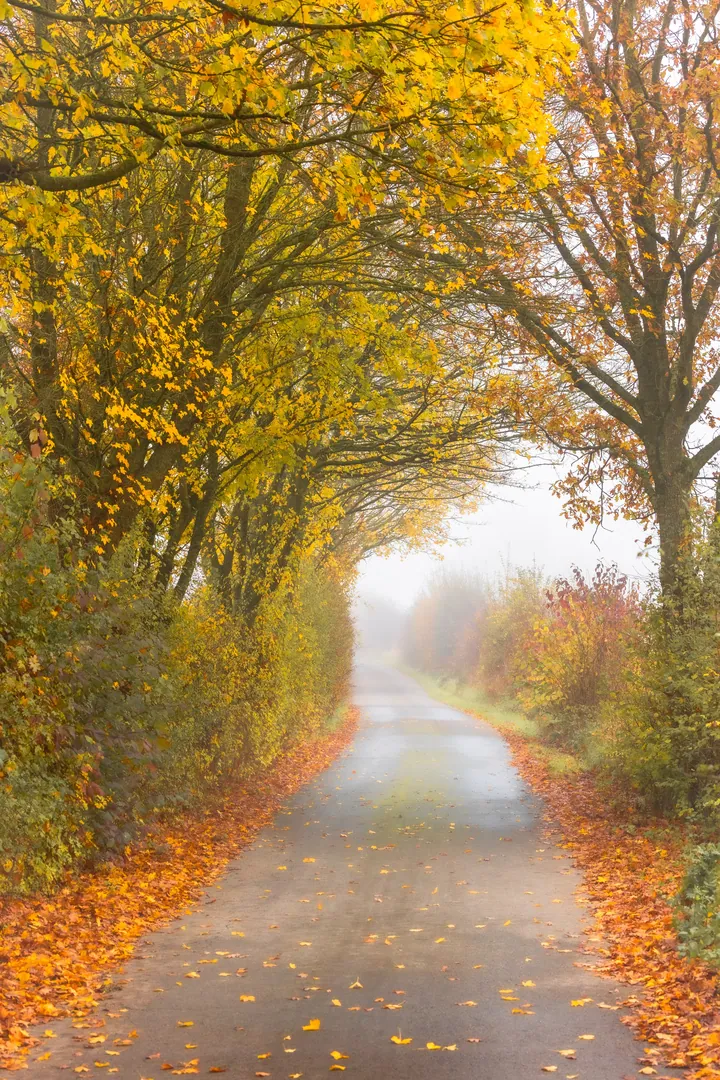 Autumn Road Fog Preview — original wallpaper