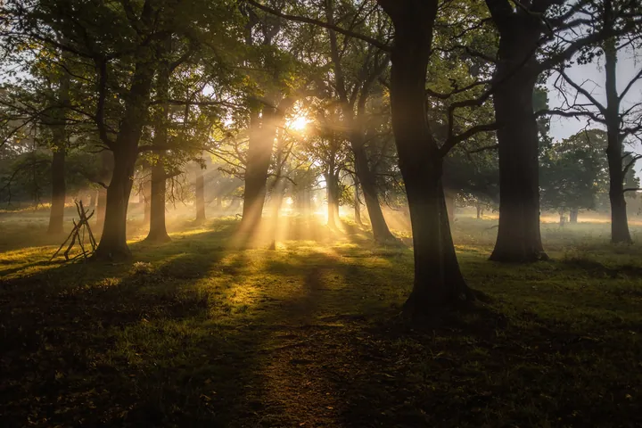 A beautiful sunrise in the woods, with the sun shining through the trees and illuminating the grass and sky