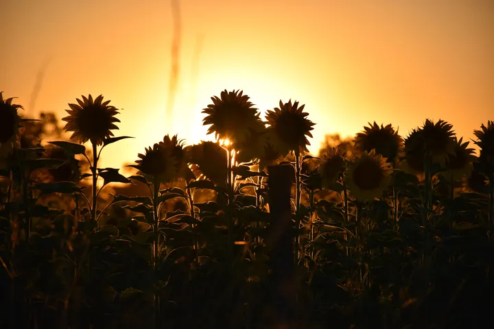 Sunflowers Against Sunset Sky — original wallpaper