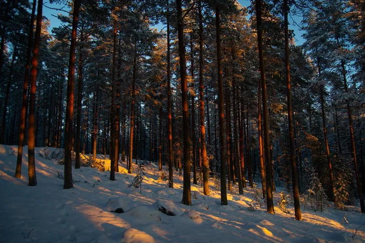 Winter Forest Pines At Dusk — original wallpaper