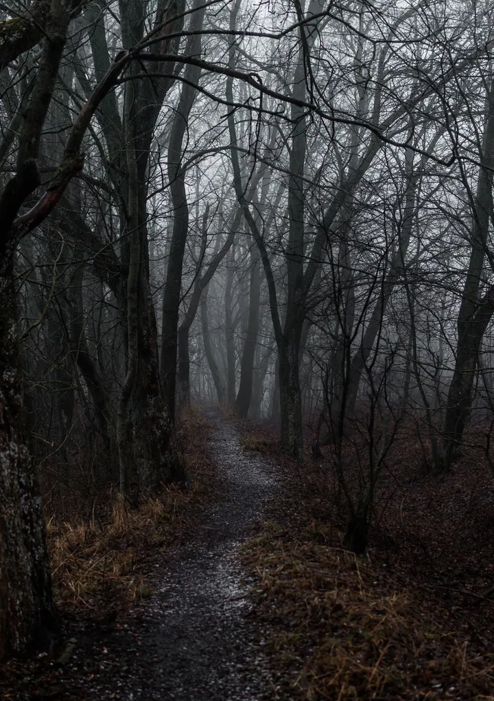 Forest Fog Path In Autumn — original wallpaper