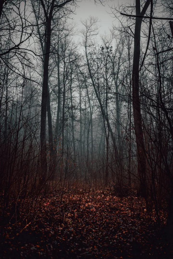 Dark Autumn Forest Fog With Scattered Leaves — original wallpaper