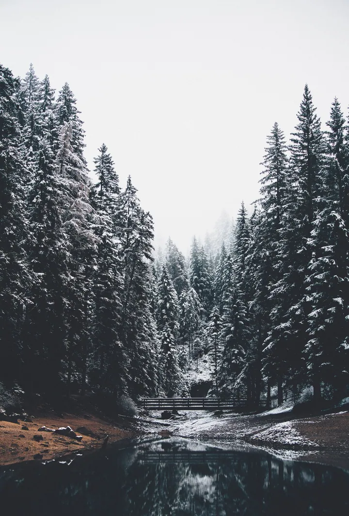 A wooden bridge spanning a small stream in the middle of a forest, surrounded by trees covered in a blanket of snow