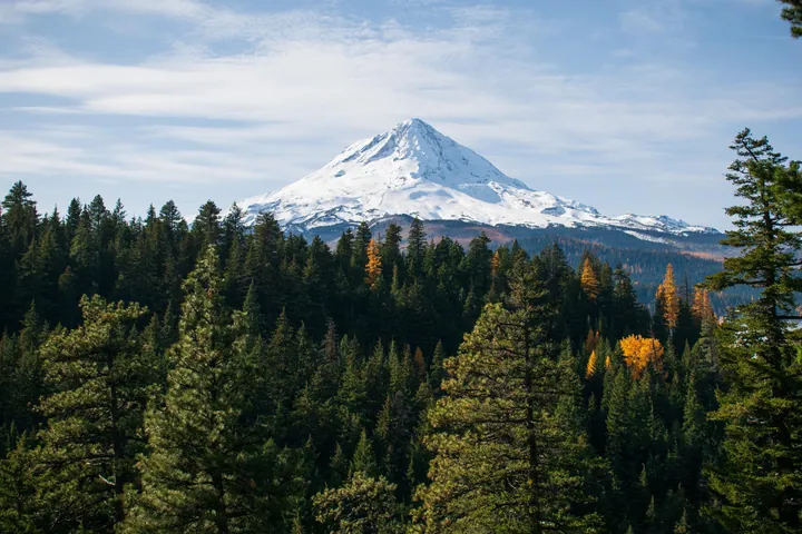 Snow-Capped Mount Hood Amidst Green Forests wallpapers