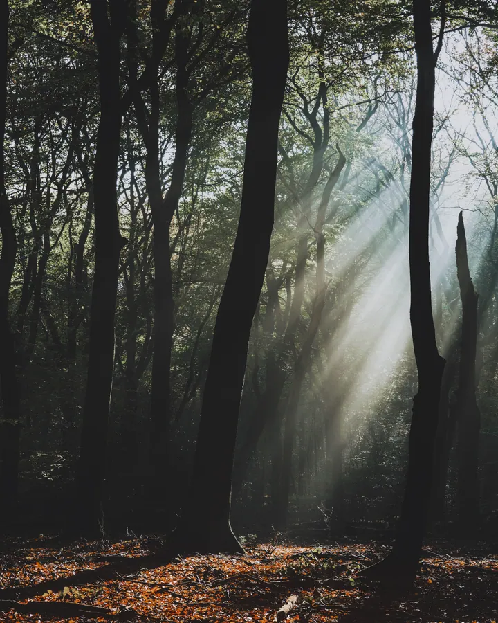 Dark Forest Sunbeams Illuminating Dried Leaves — original wallpaper
