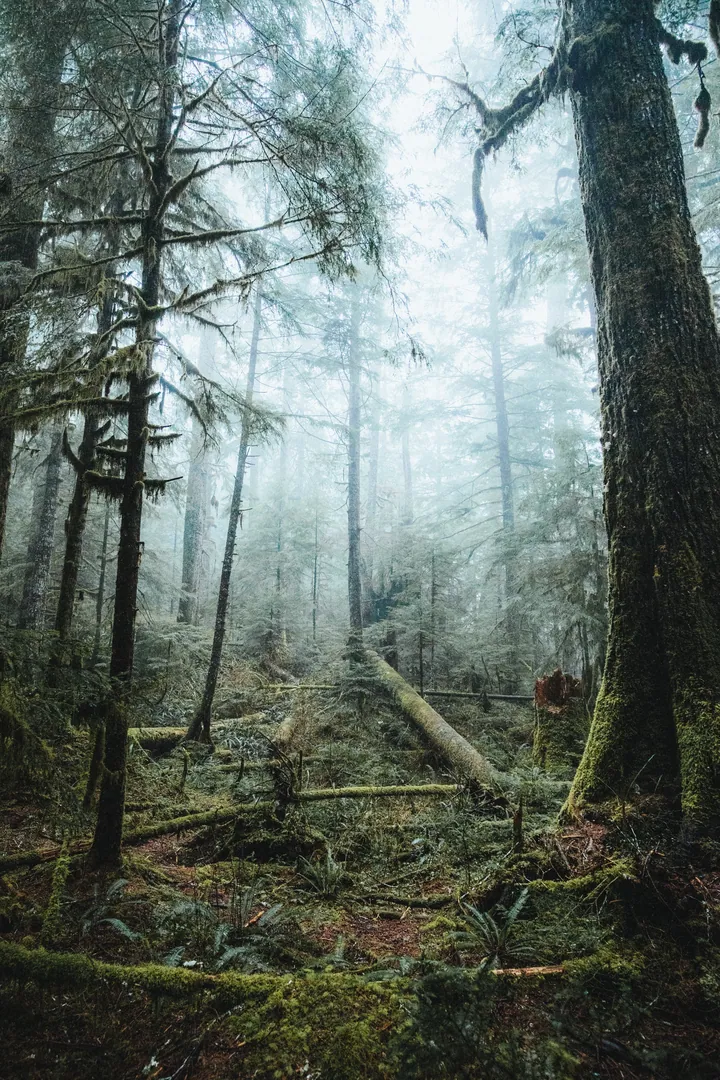 Forest Trees Fog Preview Nature Light — original wallpaper