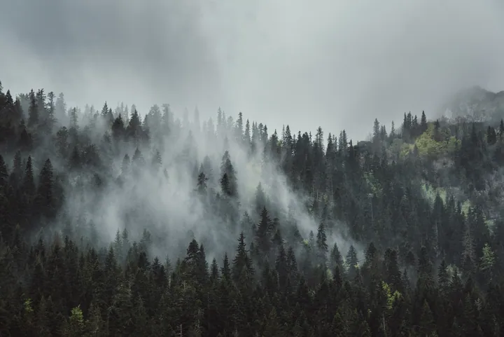 Forest Fog Trees Mountain Smoke Atmosphere — original wallpaper