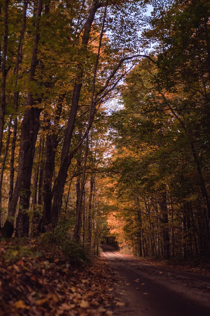 A dirt road winding through a wooded area, with trees on either side and dried leaves scattered on the ground
