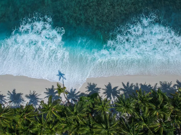 Aerial View Of Palm Trees And Ocean — original wallpaper