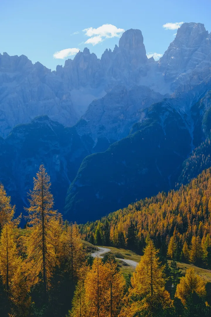 Autumn Larch Forest Path With Mountain Backdrop — original wallpaper