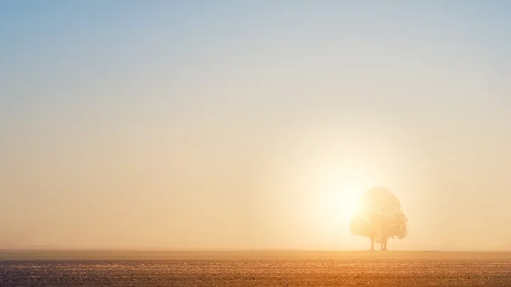 Lone Tree In Field At Dawn wallpapers