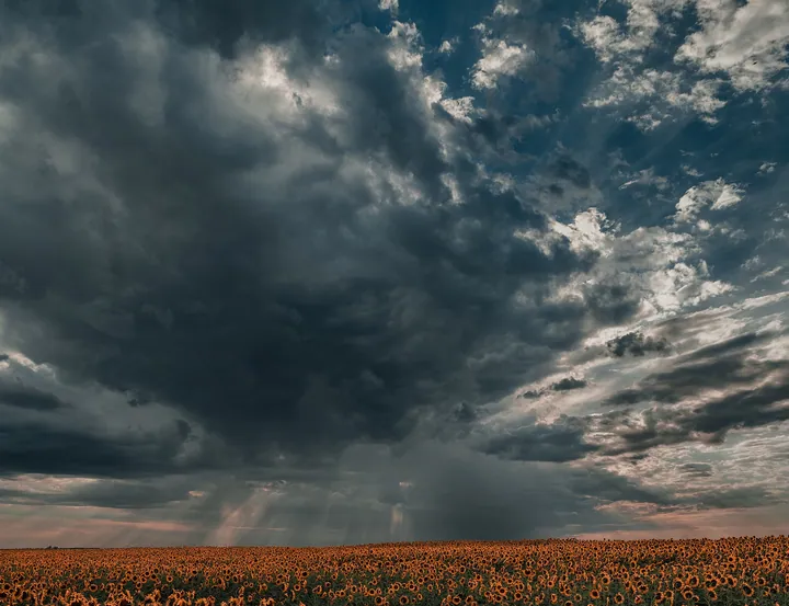 Sunflowers Field Under Stormy Twilight Sky wallpapers