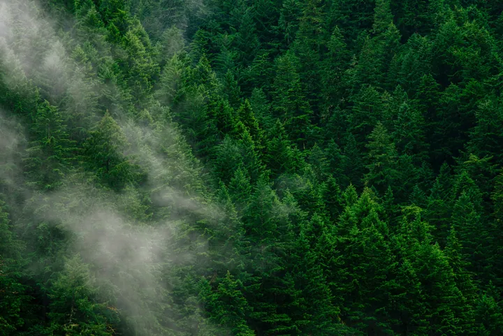 Aerial Forest View With Fog wallpapers