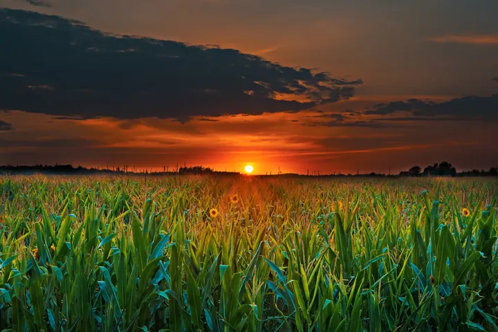 A field of corn with the sun setting in the background, surrounded by trees and clouds in the sky