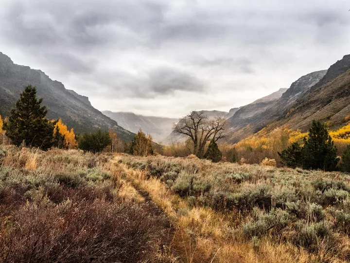 A dirt road winding through a grassy field with trees and mountains in the background