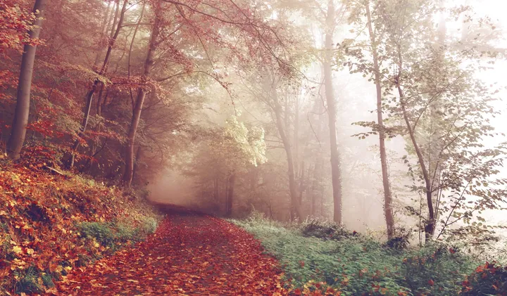 Autumn Forest Path Covered In Fog wallpapers