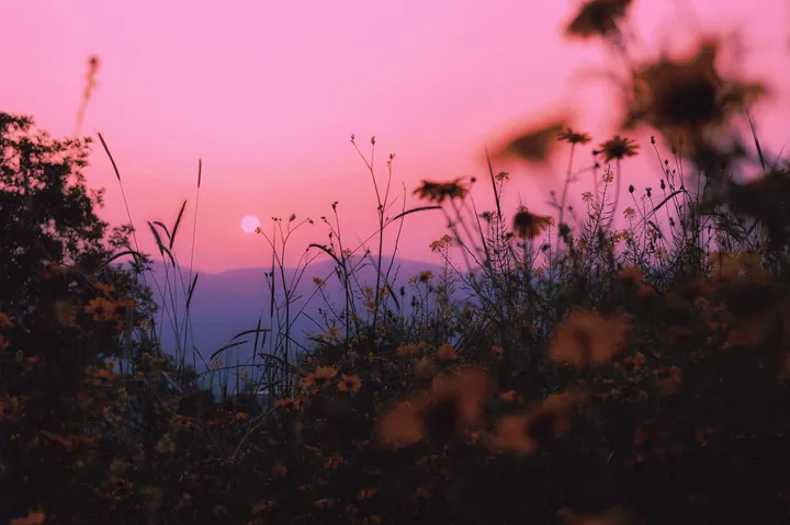 Sunset Horizon Over Wildflower Field wallpapers