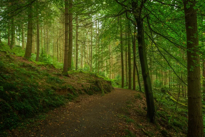 Forest Path Winding Through Lush Green Trees wallpapers