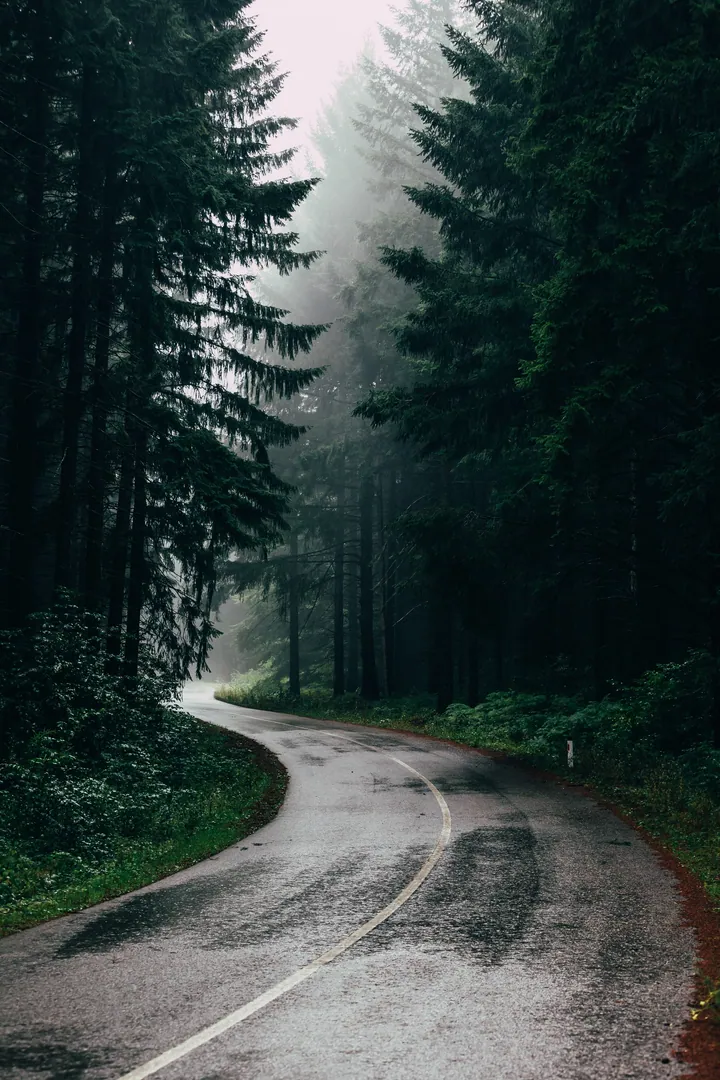 Winding Asphalt Road Through Dense Forest Canopy — original wallpaper
