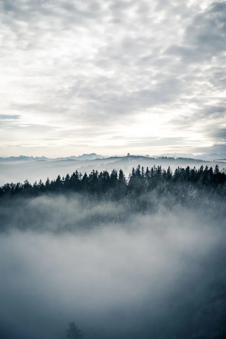 Foggy Forest Trees With Mountain Sky wallpapers