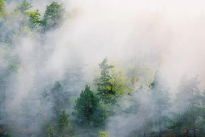 Misty Forest In Western Norway — original wallpaper