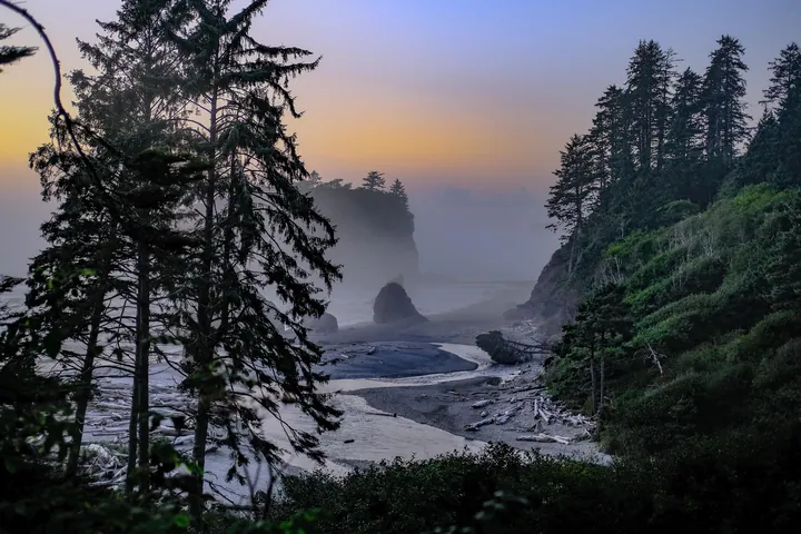 Oregon Coast Sunset Silhouetted Trees — original wallpaper