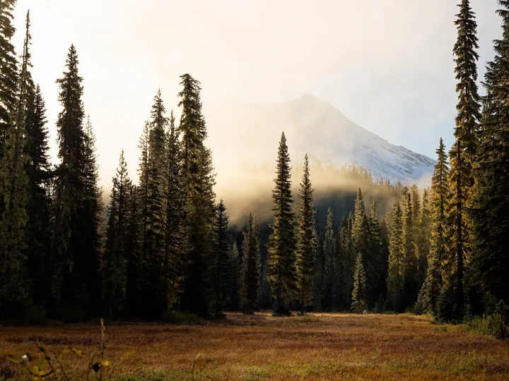 Morning Sun And Fog At A Meadow — original wallpaper