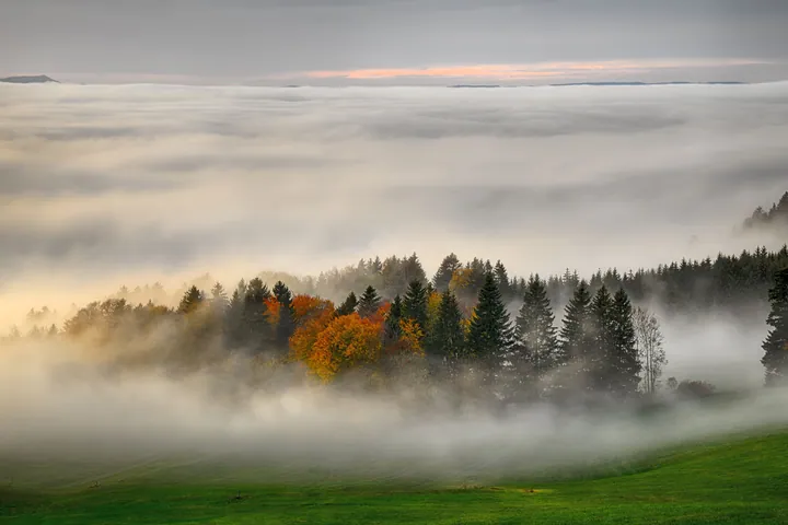A foggy field with trees in the background, their leaves changing to vibrant shades of red, orange, and yellow