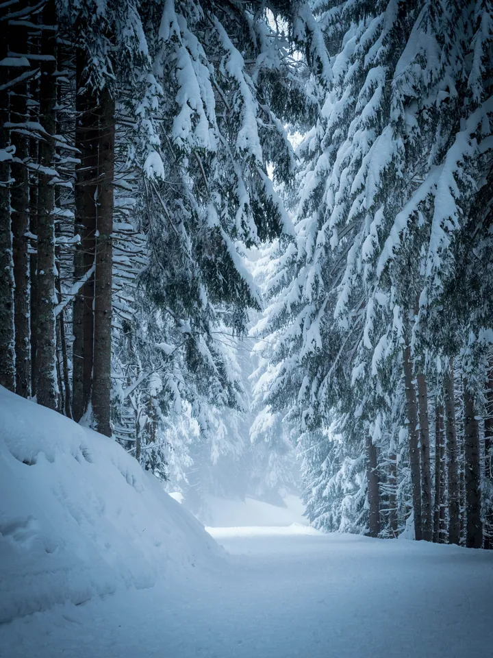 Snow Blanketed Forest Road Winding Through Pines wallpapers