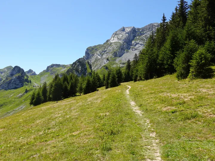 Grassy Path Winding Through Summer Trees — original wallpaper