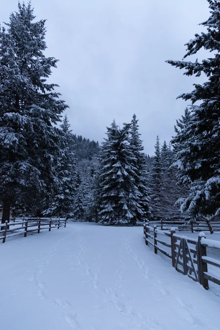 A snow covered field with a wooden fence in the middle, surrounded by trees covered in a blanket of snow