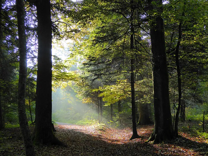 A path winding through a forest of trees, with the sun shining through the trees and illuminating the leaves on the ground