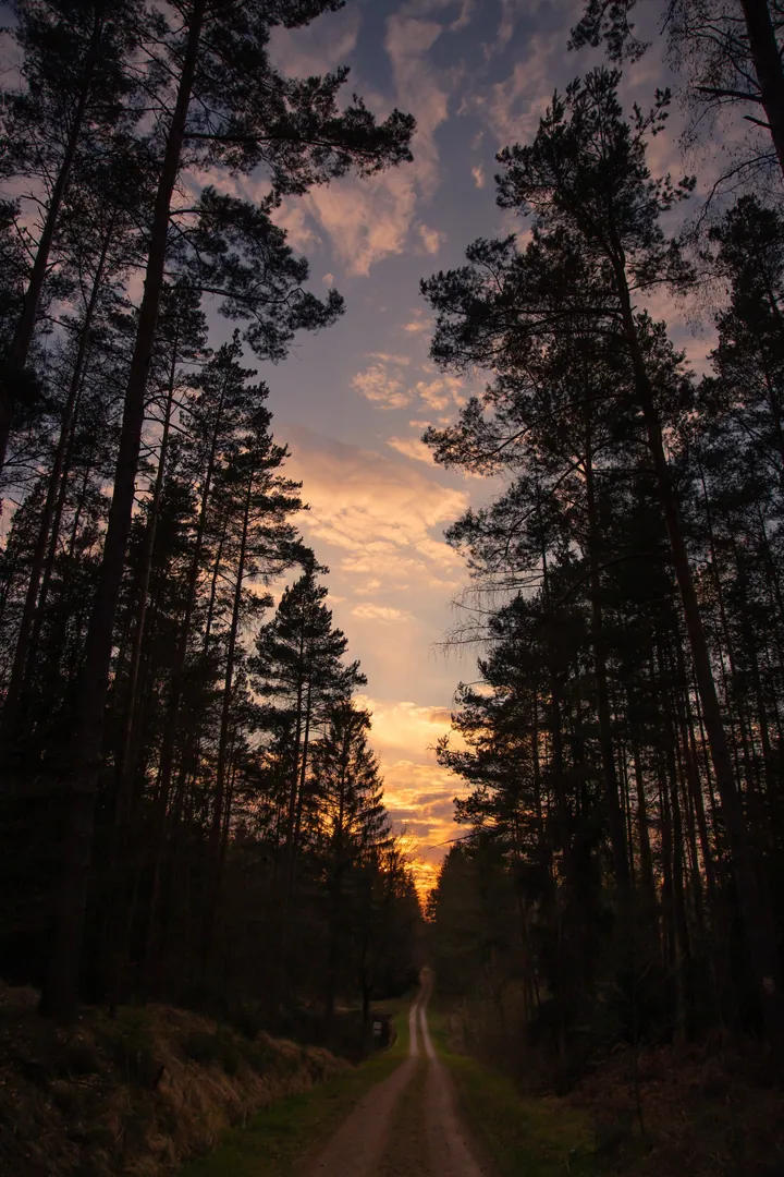Forest Road Sunset Silhouettes wallpapers